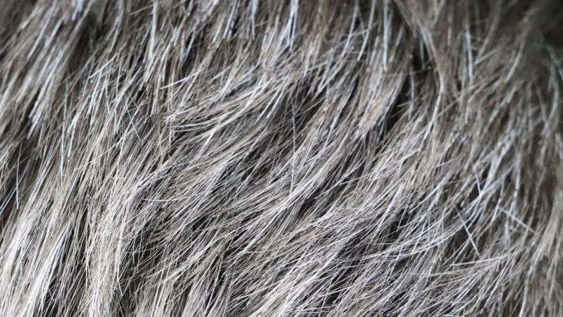 5000_cheveux